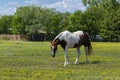 White and brown paint horse walking through pasture Royalty Free Stock Photo