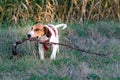 Beautiful white and brown puppy running on the green grass. Royalty Free Stock Photo