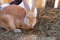 Beautiful white and brown rabbit on a bed of straw Royalty Free Stock Photo