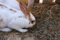 Beautiful white and brown rabbit on a bed of straw Royalty Free Stock Photo