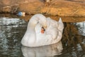 Beautiful white and brown swan duck floating in al qudra lake