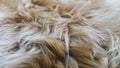 Beautiful white and brown wool Royalty Free Stock Photo