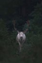 Beautiful white buck in a lush green forest