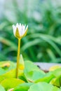 Beautiful white budding lotus flower on green leaves background Royalty Free Stock Photo