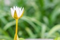 Beautiful white budding lotus flower on green leaves background