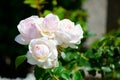 Beautiful white bunch rose flower in a spring season at a botanical garden.