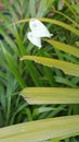 Beautiful White Butterfly Royalty Free Stock Photo