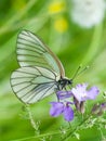 a beautiful white butterfly aporia crataegi with black veins on its wings sits on a delicate purple flower Royalty Free Stock Photo