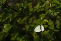 Beautiful white butterfly black body with amazing green leaves in the blurred background. Warm light with macro close-up of white