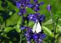 White butterfly on blue flower, Lithuania Royalty Free Stock Photo