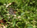 Beautiful white butterfly with brown stripes. Castalius rosimon or Taracus nara.