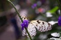 Beautiful white butterfly feeds from purple flower