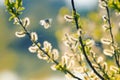 Beautiful white butterfly flitting among the willow branches blooming