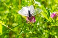 Beautiful white butterfly Royalty Free Stock Photo
