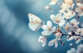 Beautiful white butterfly flying towards blossoming cherry branch. blue background. soft focus Royalty Free Stock Photo