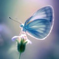 A beautiful white butterfly graces a wildflower with its presence