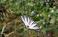 Beautiful white butterfly