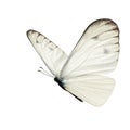 Beautiful white butterfly