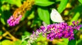 Beautiful white butterfly macro close up drinking nectar out of a butterfly bush flower Royalty Free Stock Photo