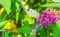 Beautiful white butterfly macro close up drinking nectar out of a small flower on a butterfly bush Royalty Free Stock Photo