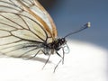 Beautiful white butterfly macro portret Royalty Free Stock Photo