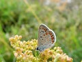 A beautiful white butterfly with orange and black designs on its wings is sitting on the yellow flowers in the meadow. Royalty Free Stock Photo