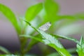 Beautiful  White butterfly perched on a leaf Royalty Free Stock Photo