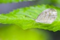 Beautiful  White butterfly perched on a leaf Royalty Free Stock Photo