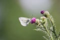 Beautiful white butterfly on plume thistle plant flower Royalty Free Stock Photo