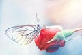 A beautiful white butterfly sits on a pink Rose flower. Close-up, copy space. Background Royalty Free Stock Photo