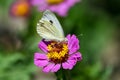 Beautiful white butterfly sits on a pink zinnia flower in the garden. Royalty Free Stock Photo