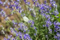 Beautiful white butterfly sitting on lavender flower, feeling nature. Royalty Free Stock Photo