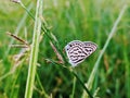 Beautiful white butterfly stand on grass Royalty Free Stock Photo