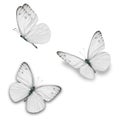 Beautiful white butterfly Royalty Free Stock Photo