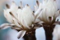 Beautiful white cactus flower blooming Royalty Free Stock Photo