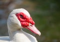 Beautiful white Cairina moschata duck close up at its red face. Royalty Free Stock Photo