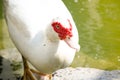 Beautiful white Cairina moschata duck walking near water pond. Royalty Free Stock Photo