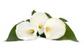 Beautiful white flowers Calla with leaves on white background