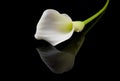 Beautiful white Calla lilies Royalty Free Stock Photo