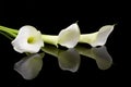 Beautiful white Calla lilies