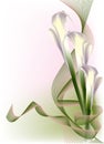 Beautiful white calla lilies