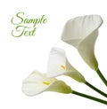 Beautiful white Calla lilies Royalty Free Stock Photo