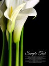 Beautiful white Calla lilies Royalty Free Stock Photo