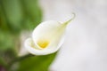 Beautiful white calla lilly blooming Royalty Free Stock Photo