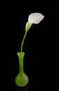 Beautiful white Calla lilly in green vase Royalty Free Stock Photo