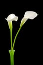 Beautiful white Calla lilly in green vase Royalty Free Stock Photo