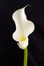 Beautiful white calla lily flower on a black background. Refined and elegant stalk Royalty Free Stock Photo