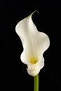 Beautiful white calla lily flower on a black background. Refined and elegant stalk