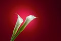 Beautiful white Calla Lily flower on a dark red background Royalty Free Stock Photo