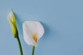 Beautiful white Calla Lily flowers on a light blue background Royalty Free Stock Photo